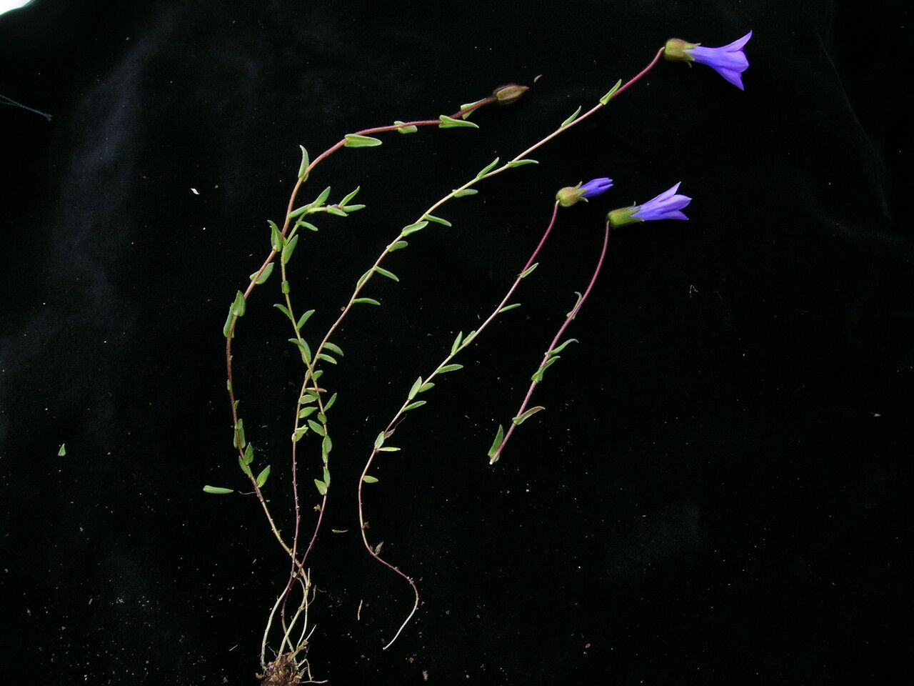 Cyananthus pedunculatus habit