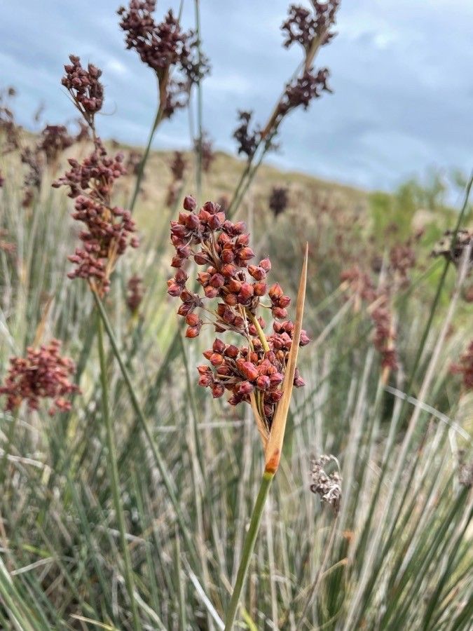 Juncus acutus fruit