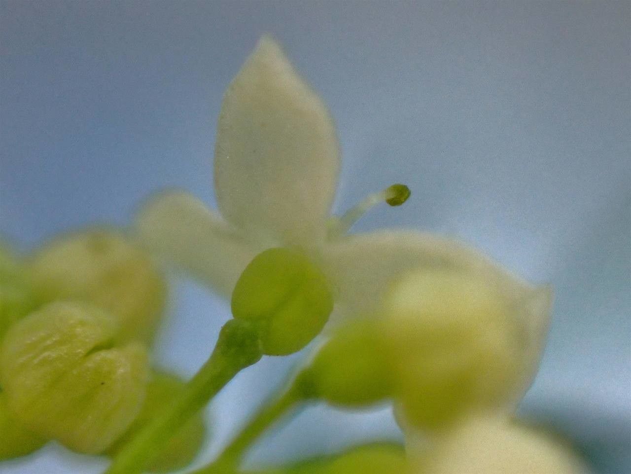 Galium pusillum flower
