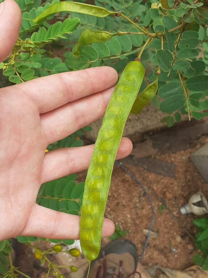 Senna auriculata fruit