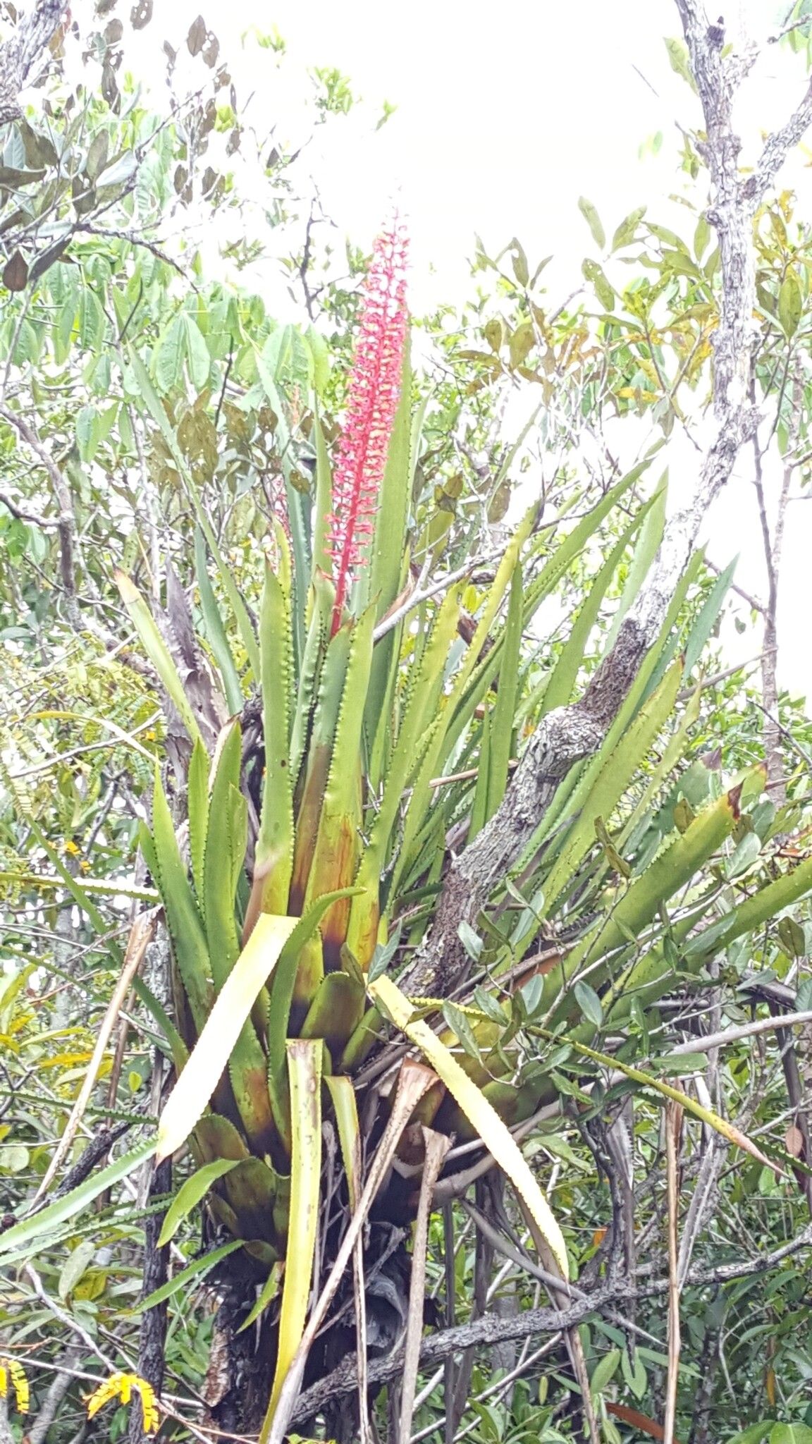 Aechmea huebneri habit
