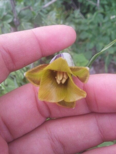 Fritillaria acmopetala flower