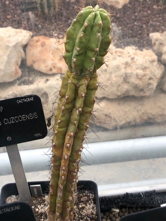 Echinopsis cuzcoensis — plants for gifts houseplant