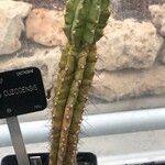 Echinopsis cuzcoensis