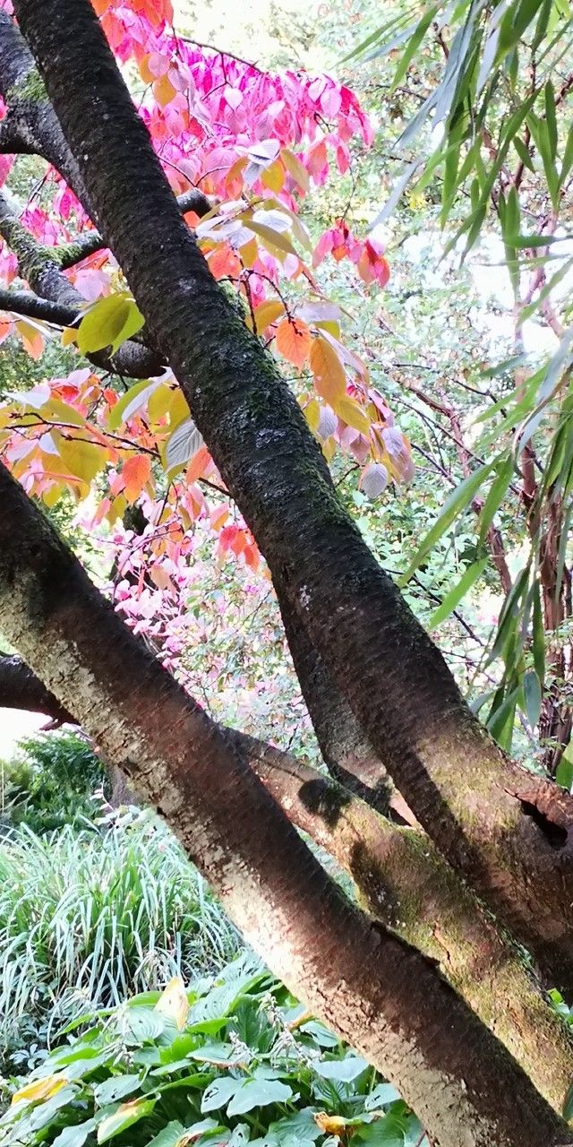 Prunus sargentii bark