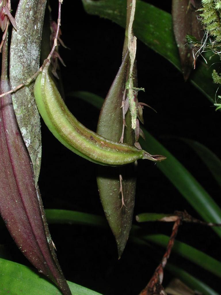 Acianthera verecunda fruit