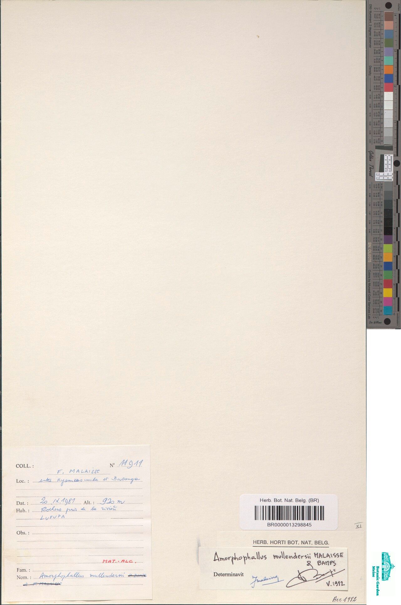 Amorphophallus mullendersii — houseplant care guide