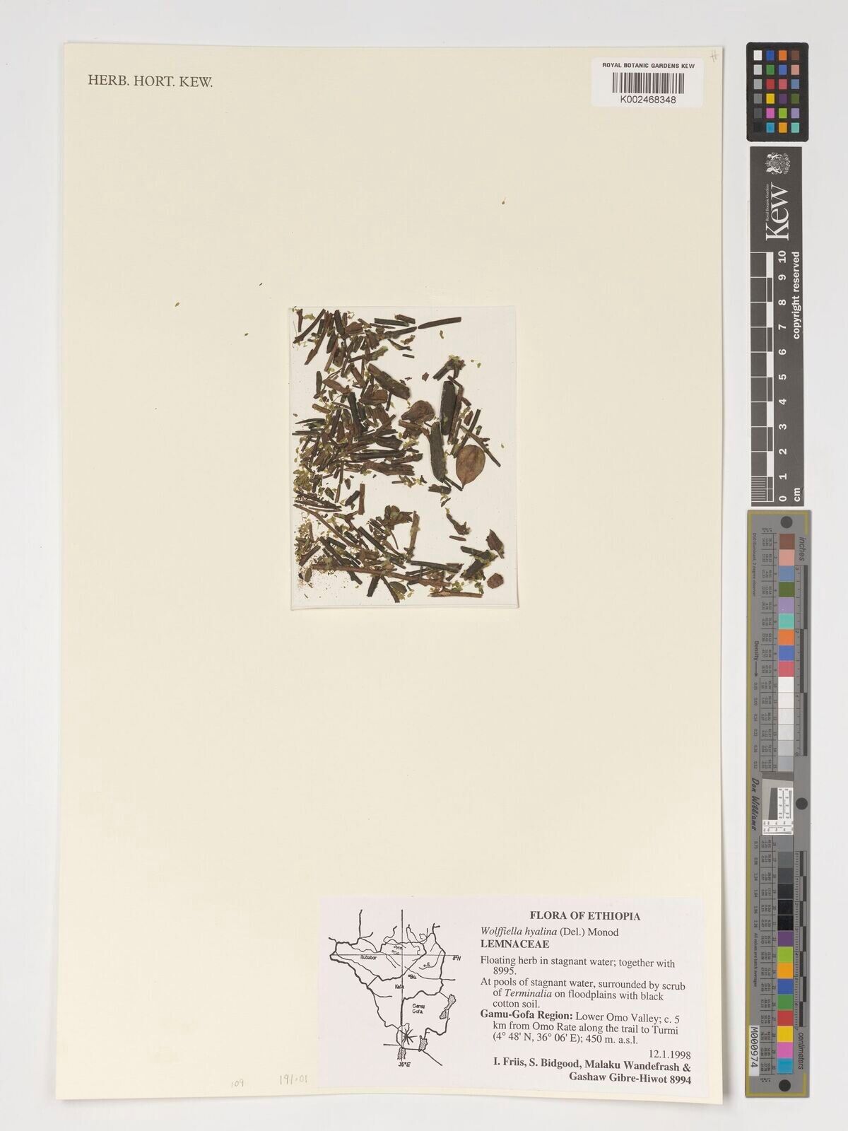 Wolffiella hyalina — related species from the same genus