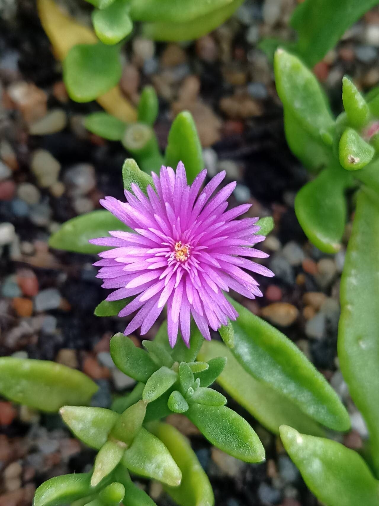 Mesembryanthemum lancifolium flower