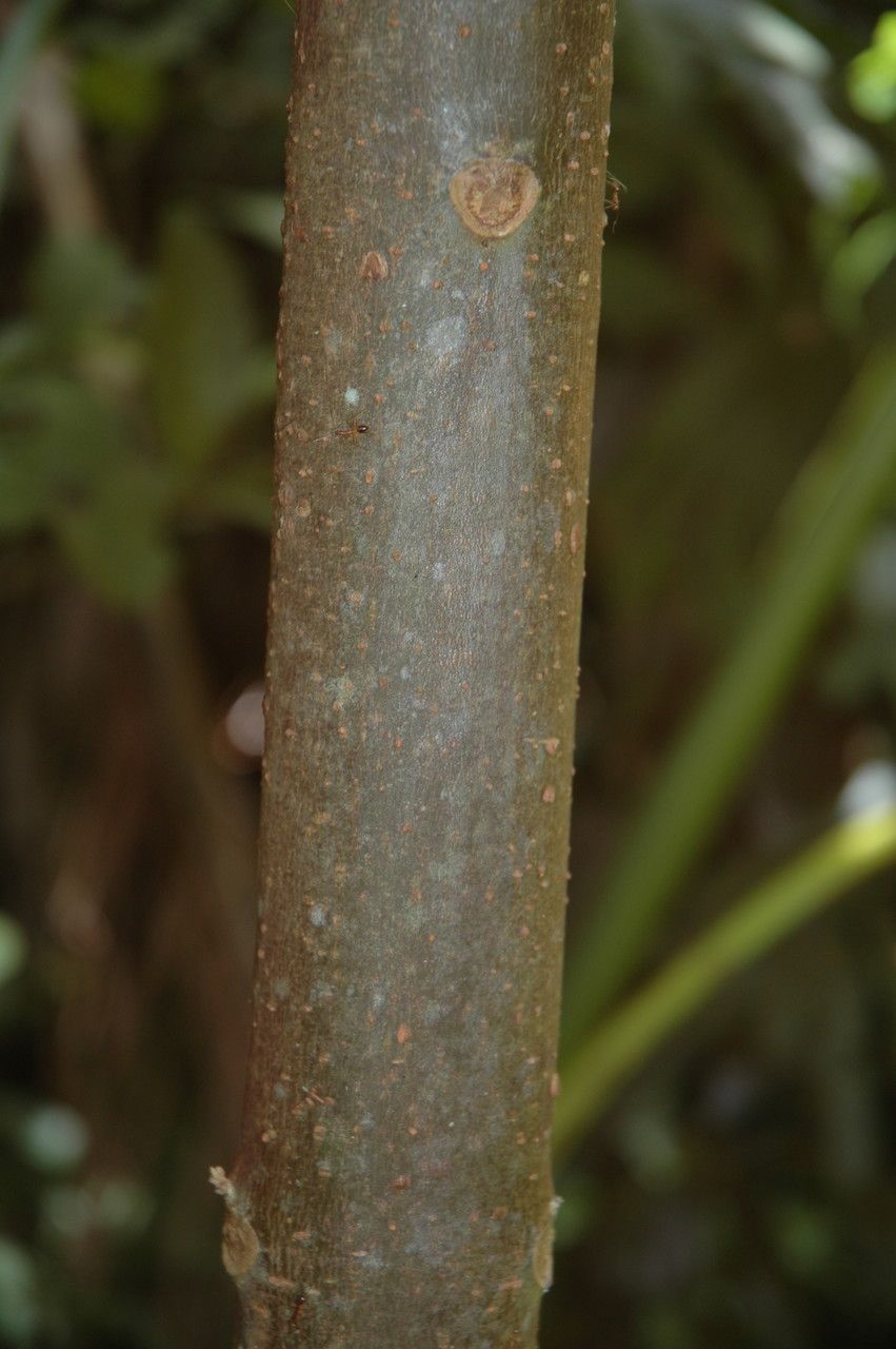Clerodendrum macrostegium bark