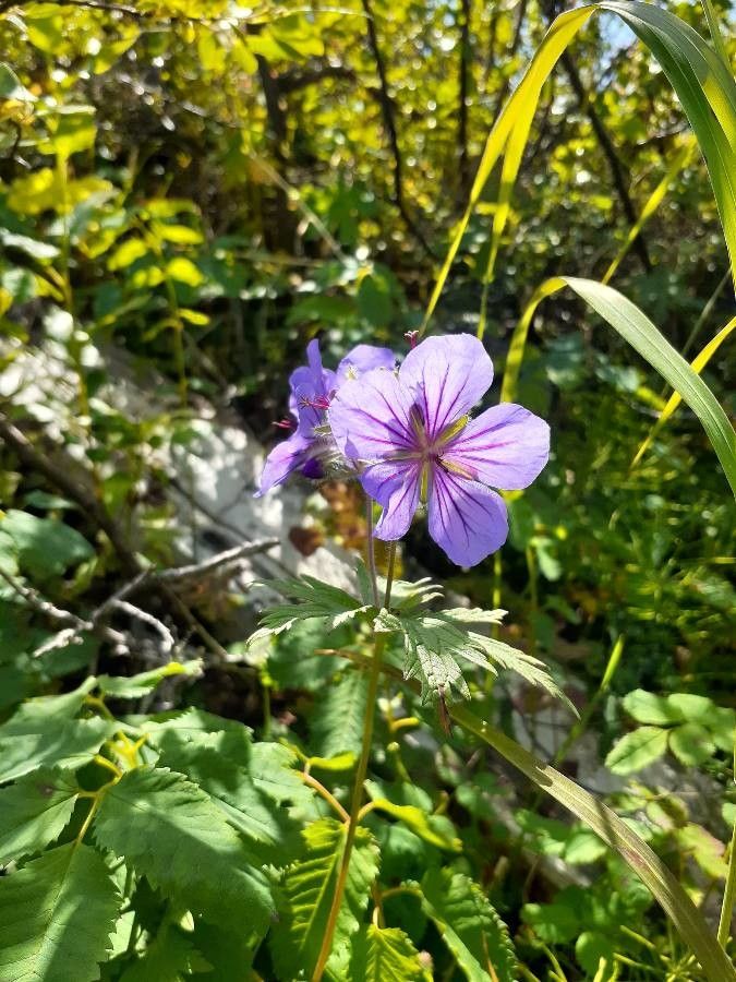 Geranium erianthum flower