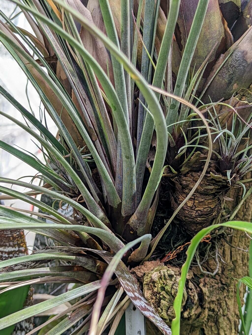 Tillandsia extensa — houseplant care guide