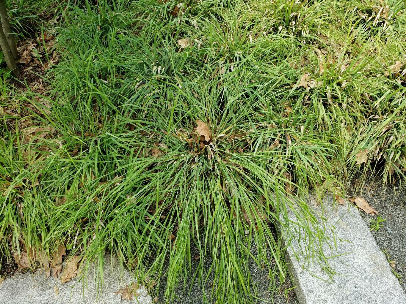 Carex granularis habit