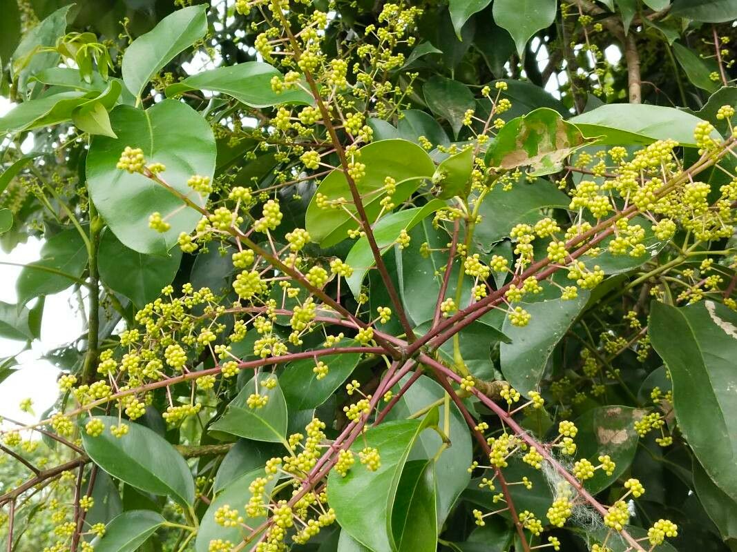 Schefflera venulosa — search result for 'Schefflera'