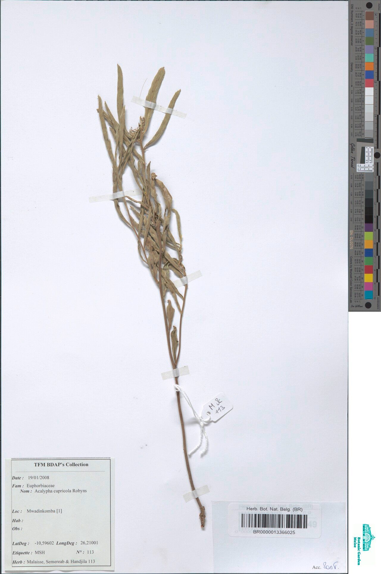 Acalypha cupricola other