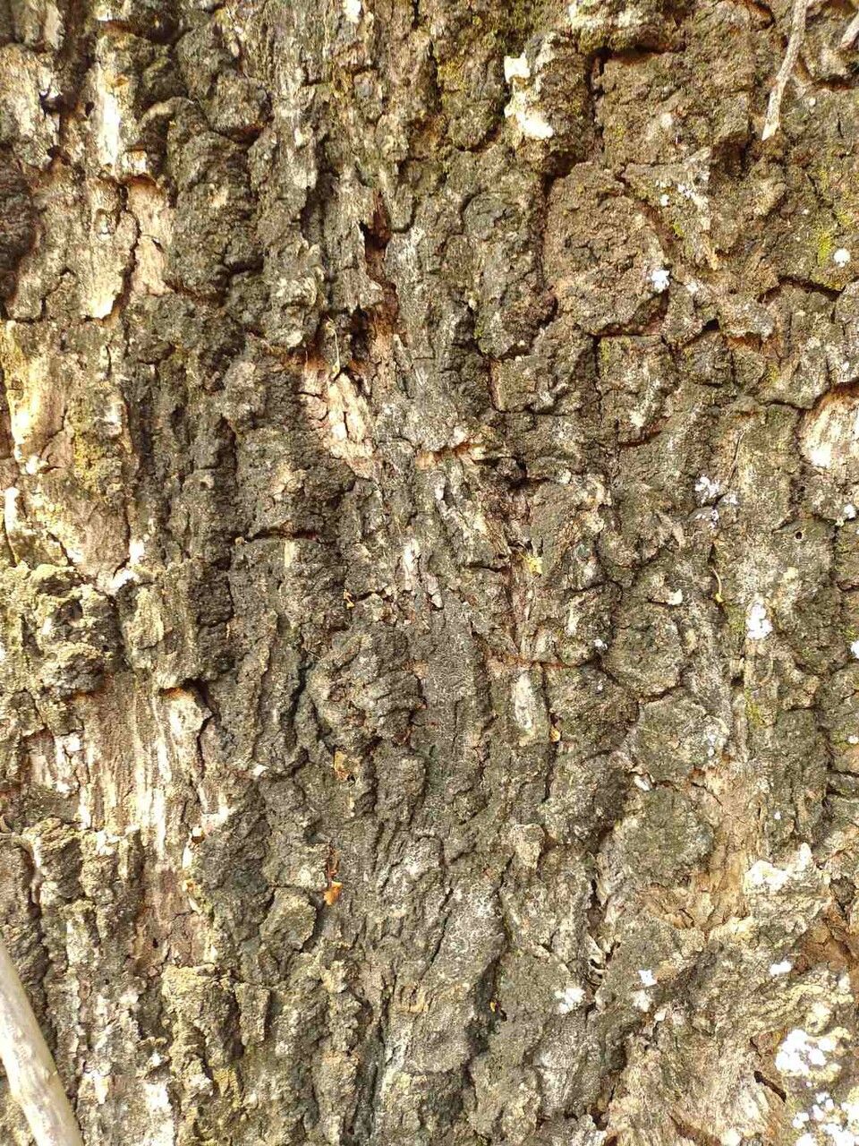 Cariniana estrellensis bark