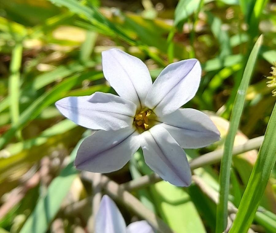 Ipheion uniflorum flower