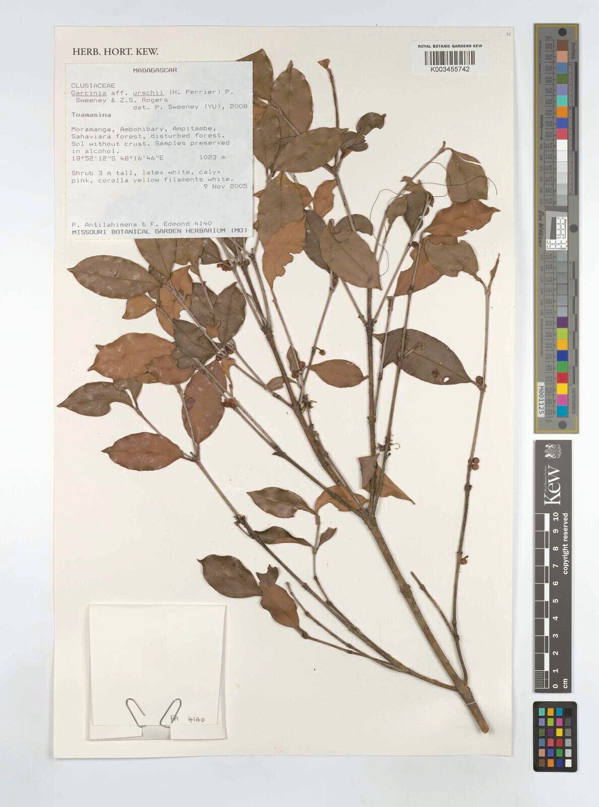 Garcinia urschii — houseplant care guide