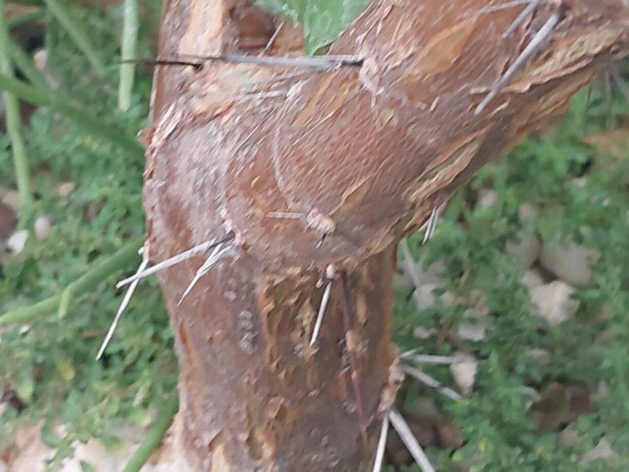 Rhodocactus bahiensis bark