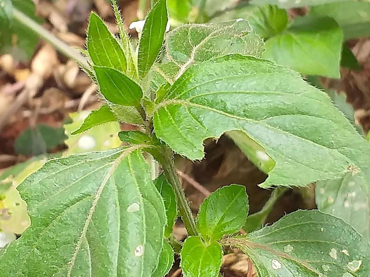 Asystasia mysorensis habit