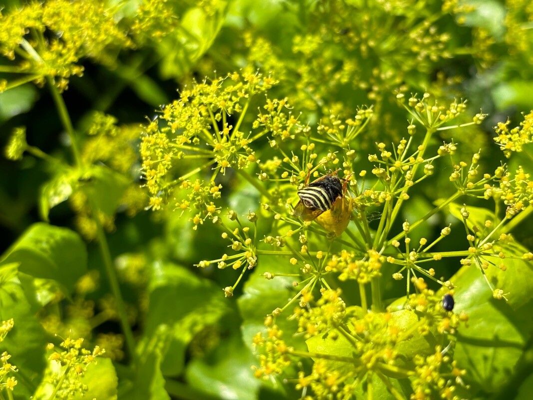 Smyrnium creticum flower