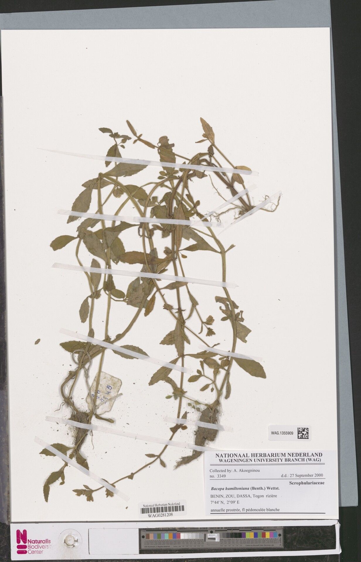 Bacopa hamiltoniana — houseplant care guide