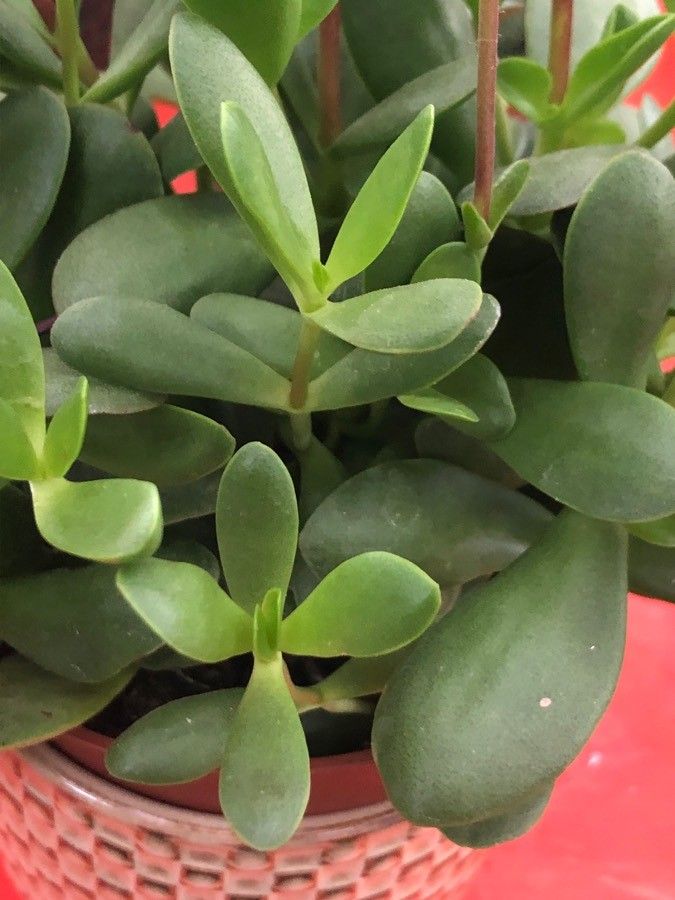 Crassula nudicaulis leaf