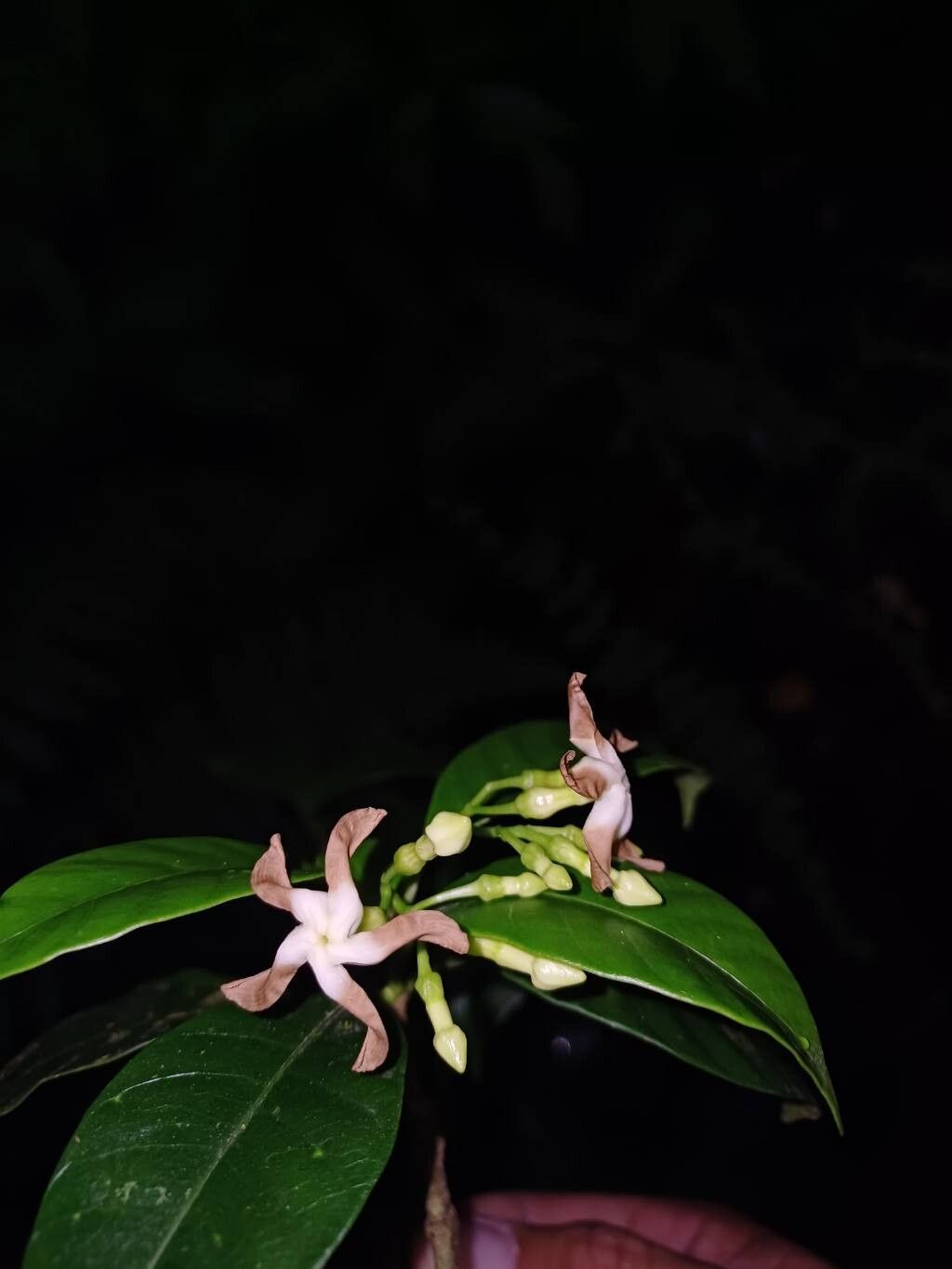 Tabernaemontana longipes flower