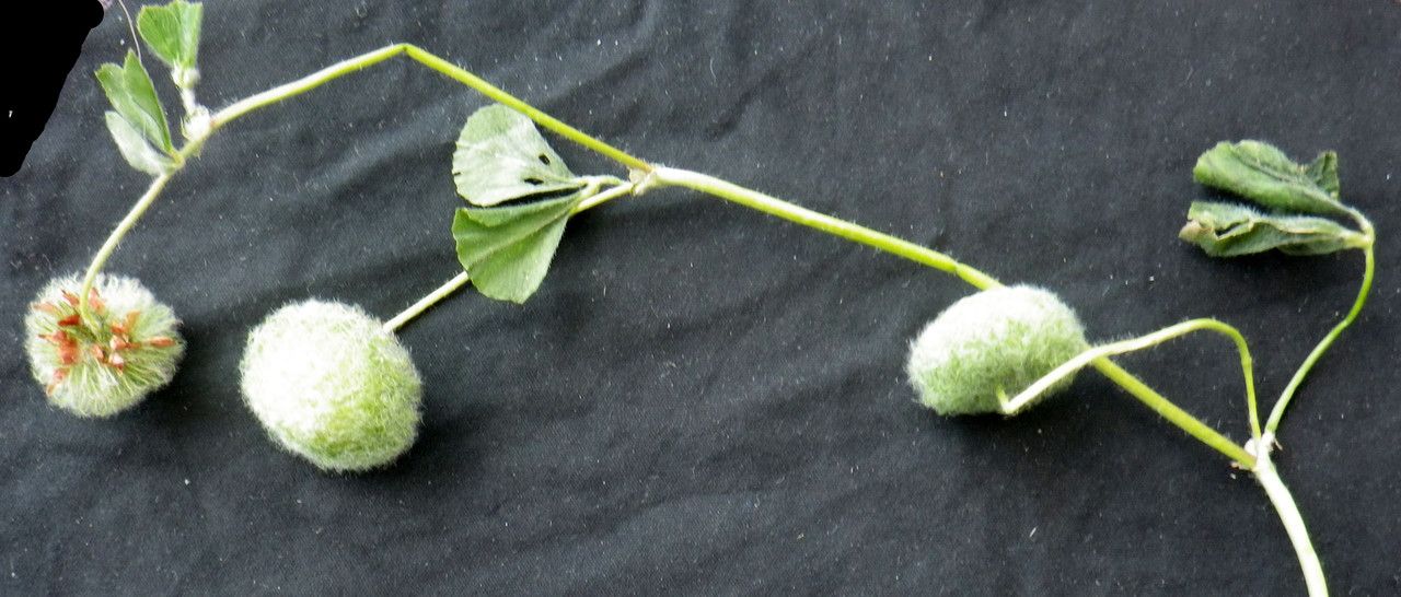 Trifolium globosum flower