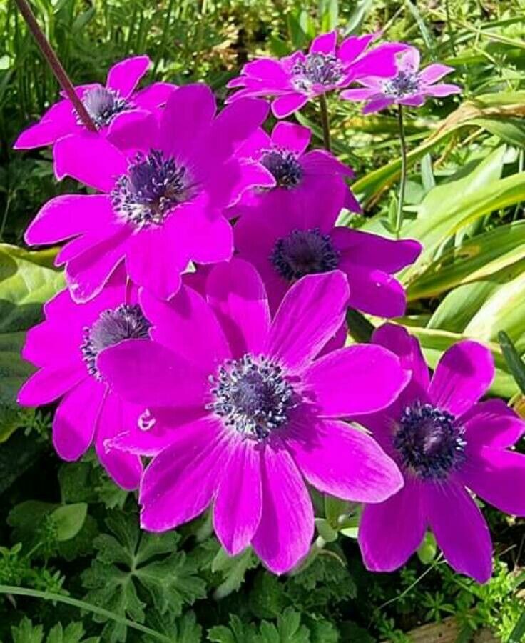 Anemone pavoniana flower