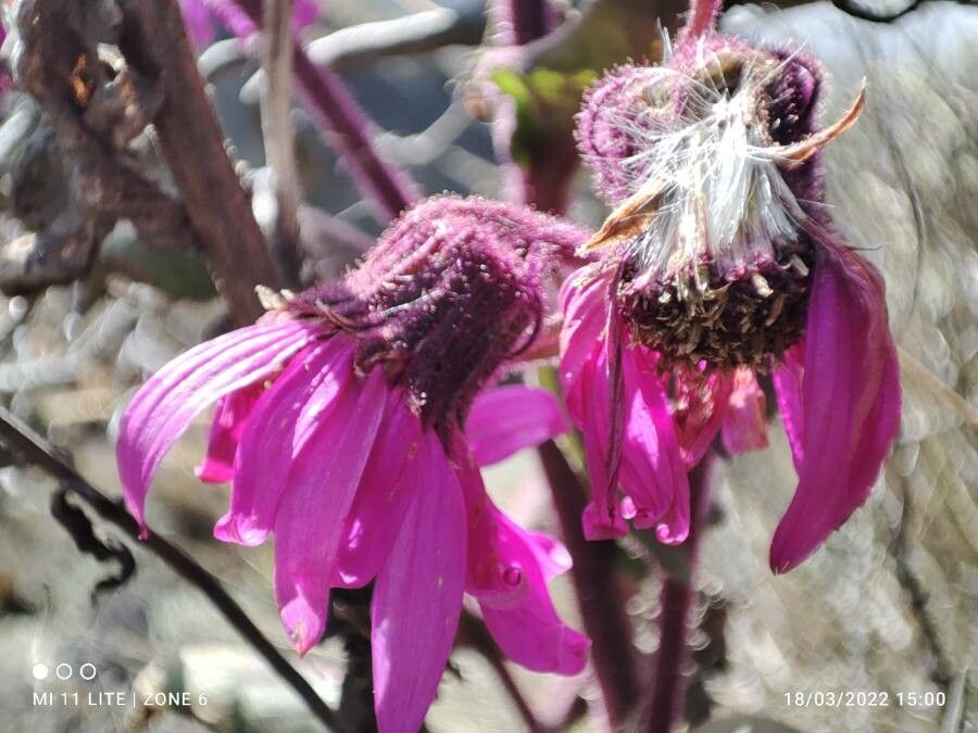 Senecio formosus flower