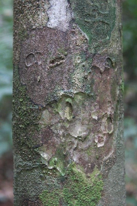 Rinorea pectino-squamata bark