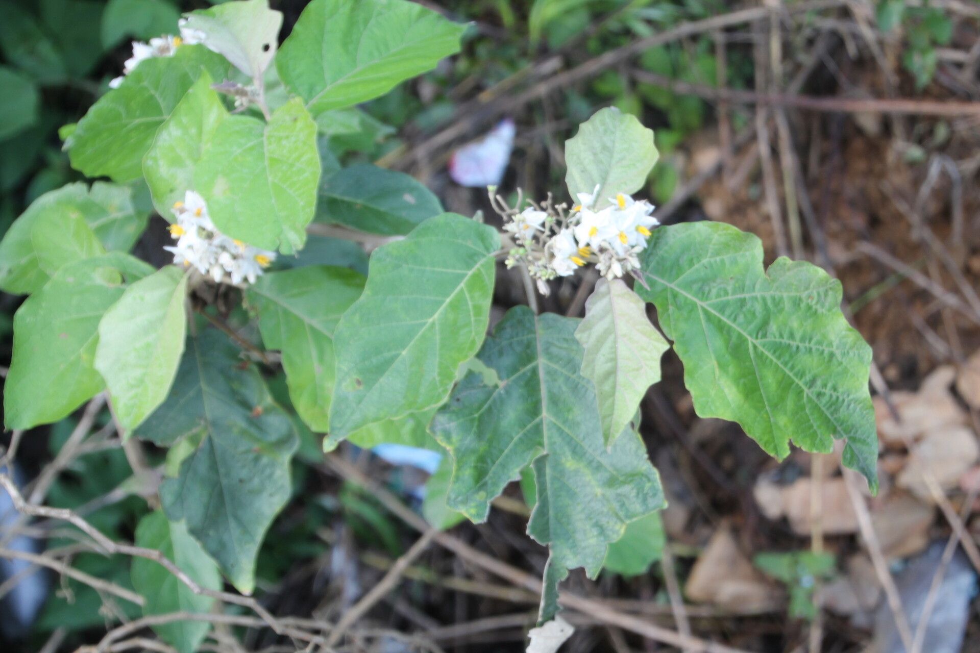 Solanum whalenii — houseplant care guide