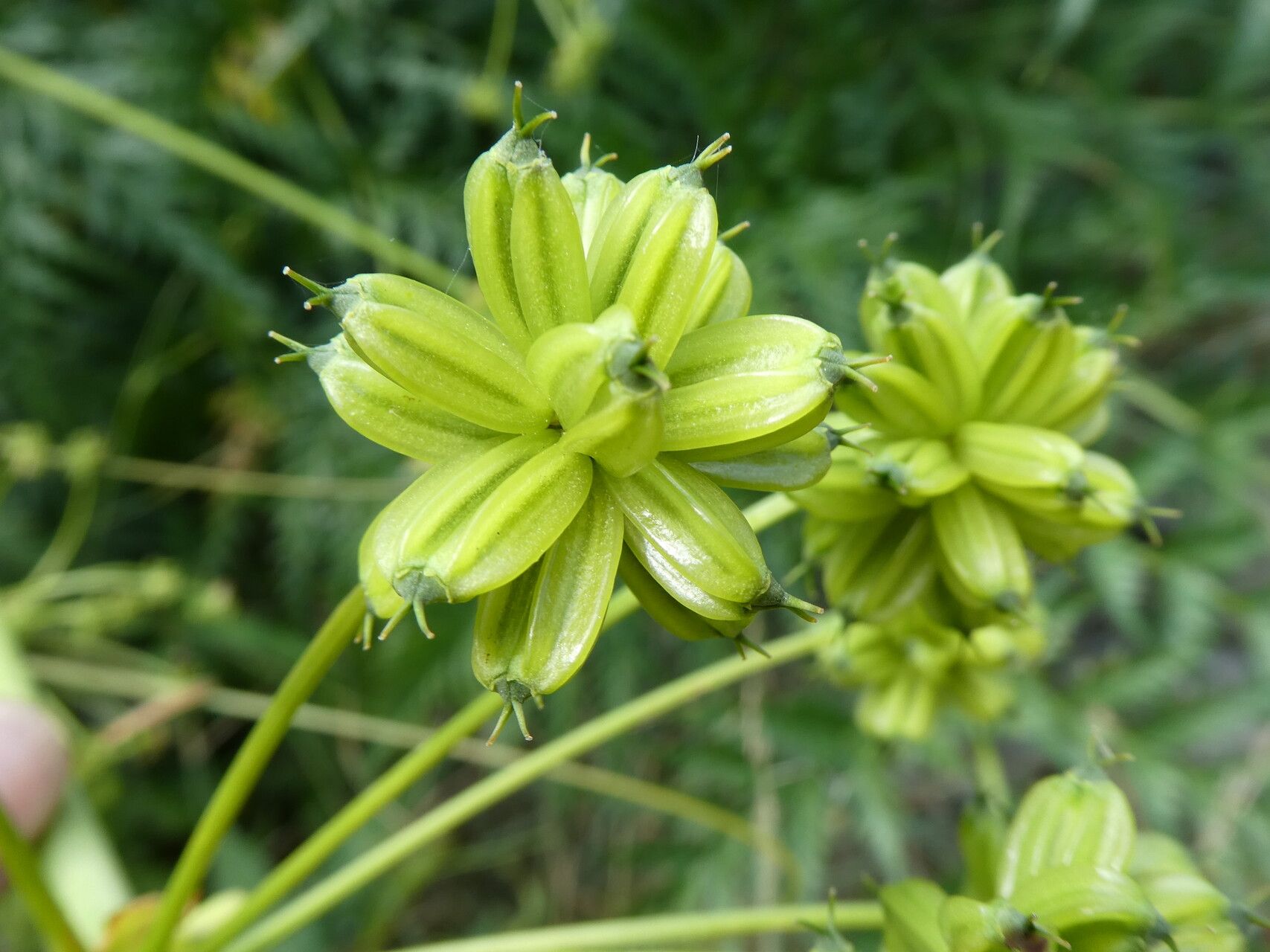 Molopospermum peleponnesiacum fruit