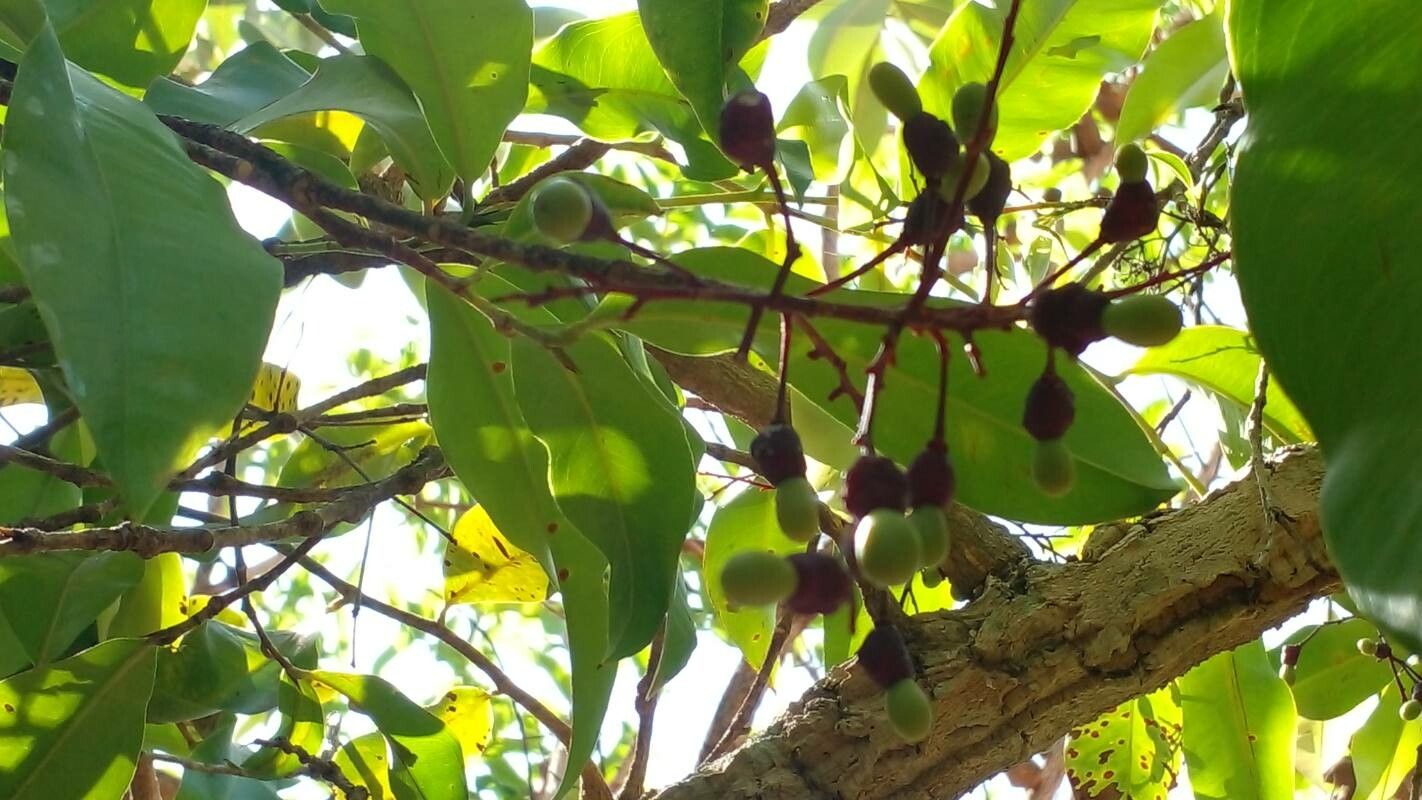 Ouratea hexasperma fruit