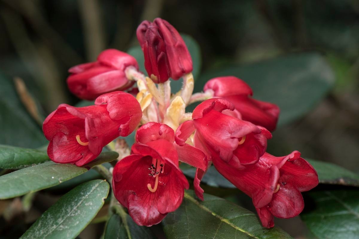 Rhododendron catacosmum flower