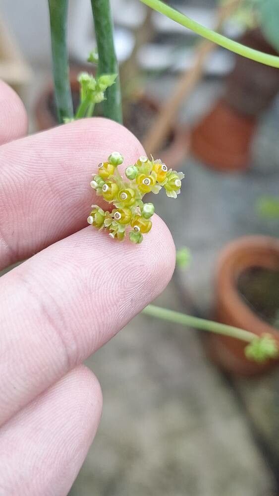 Stephania suberosa — houseplant care guide