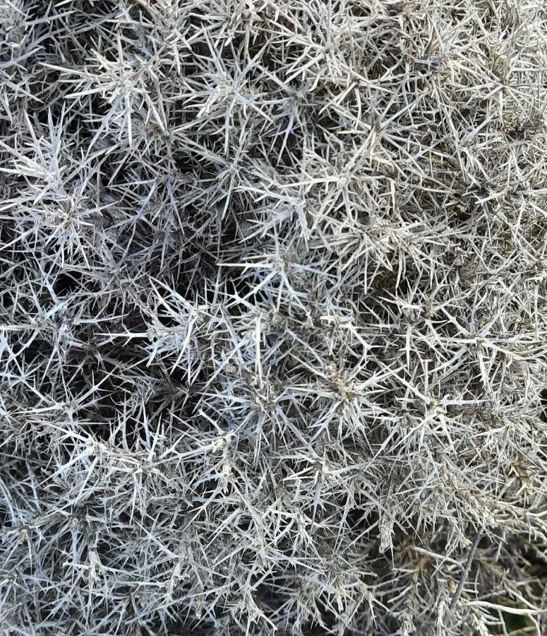 Carlina tragacanthifolia leaf