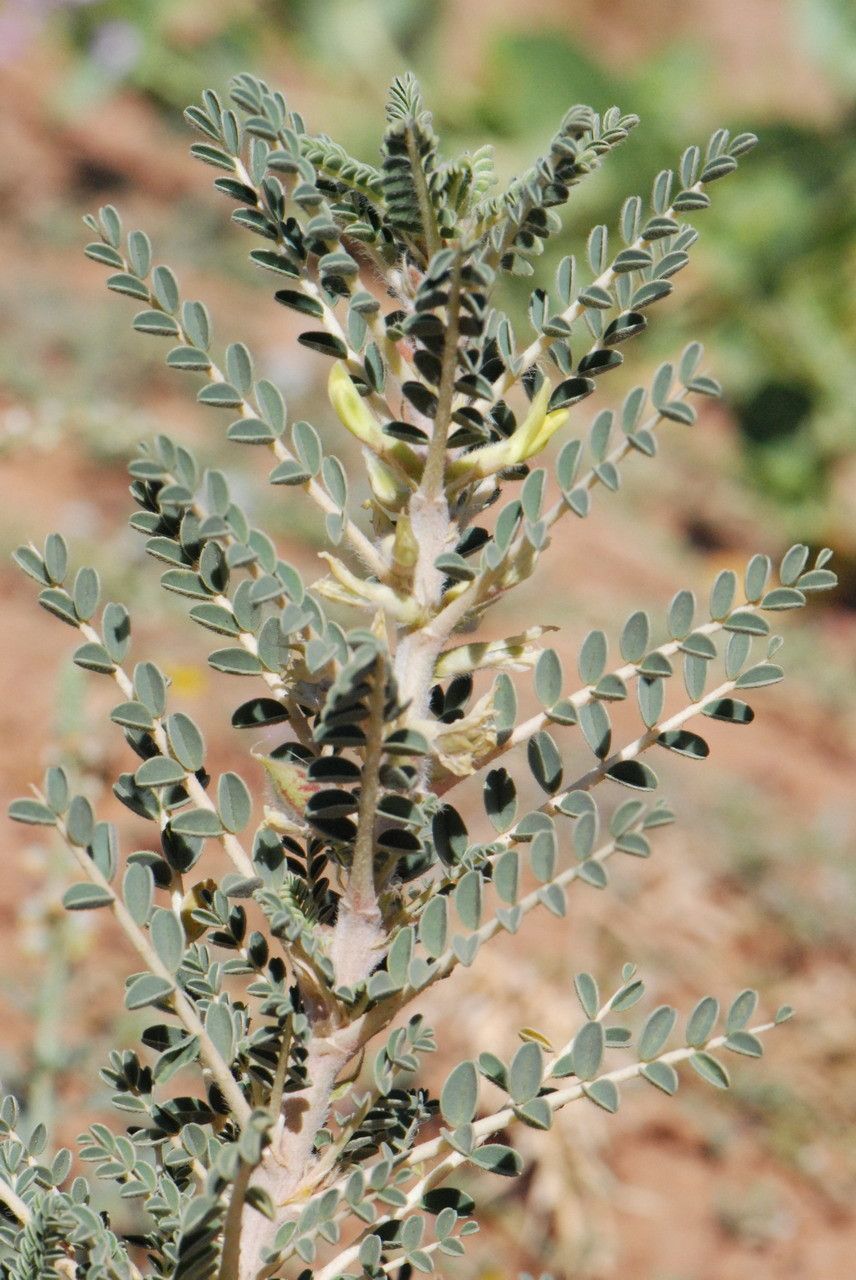 Astragalus trigonus leaf
