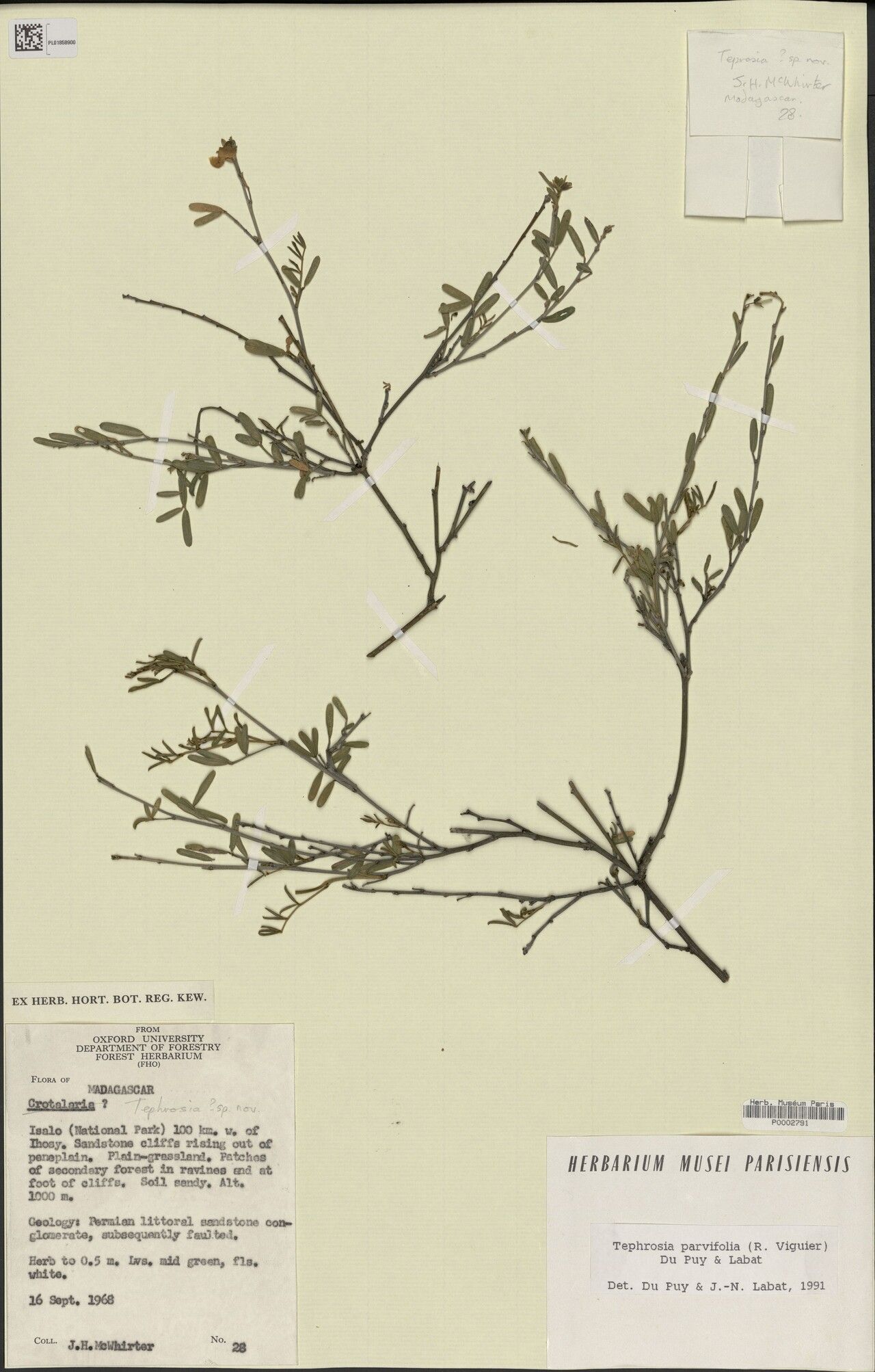 Tephrosia parvifolia — search result for 'Tephrosia'