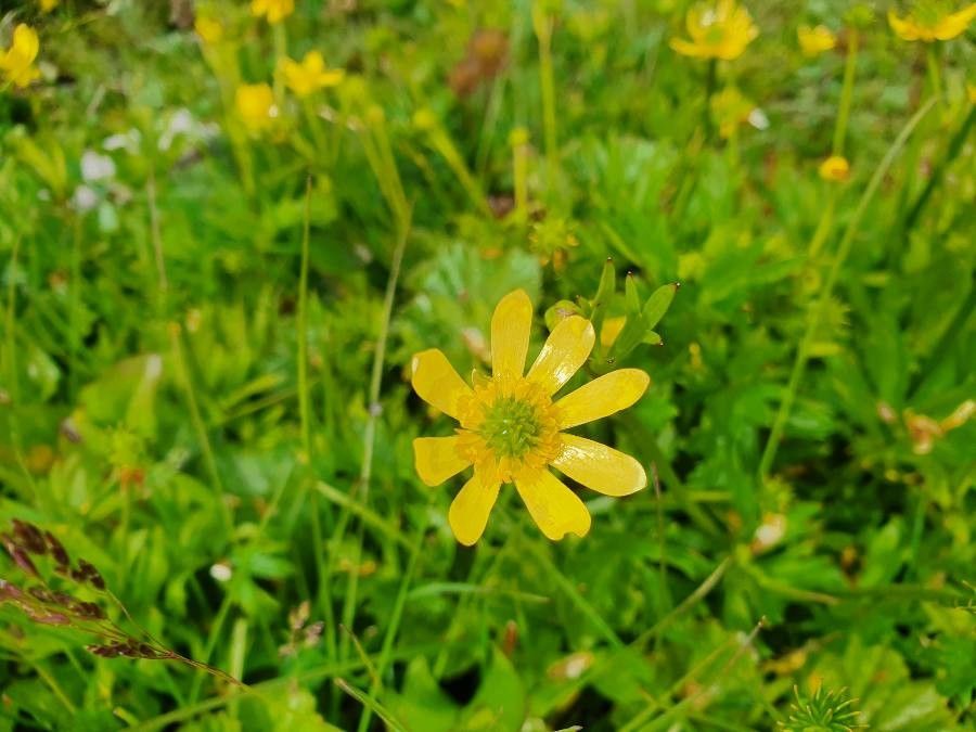 Ranunculus peduncularis — houseplant care guide