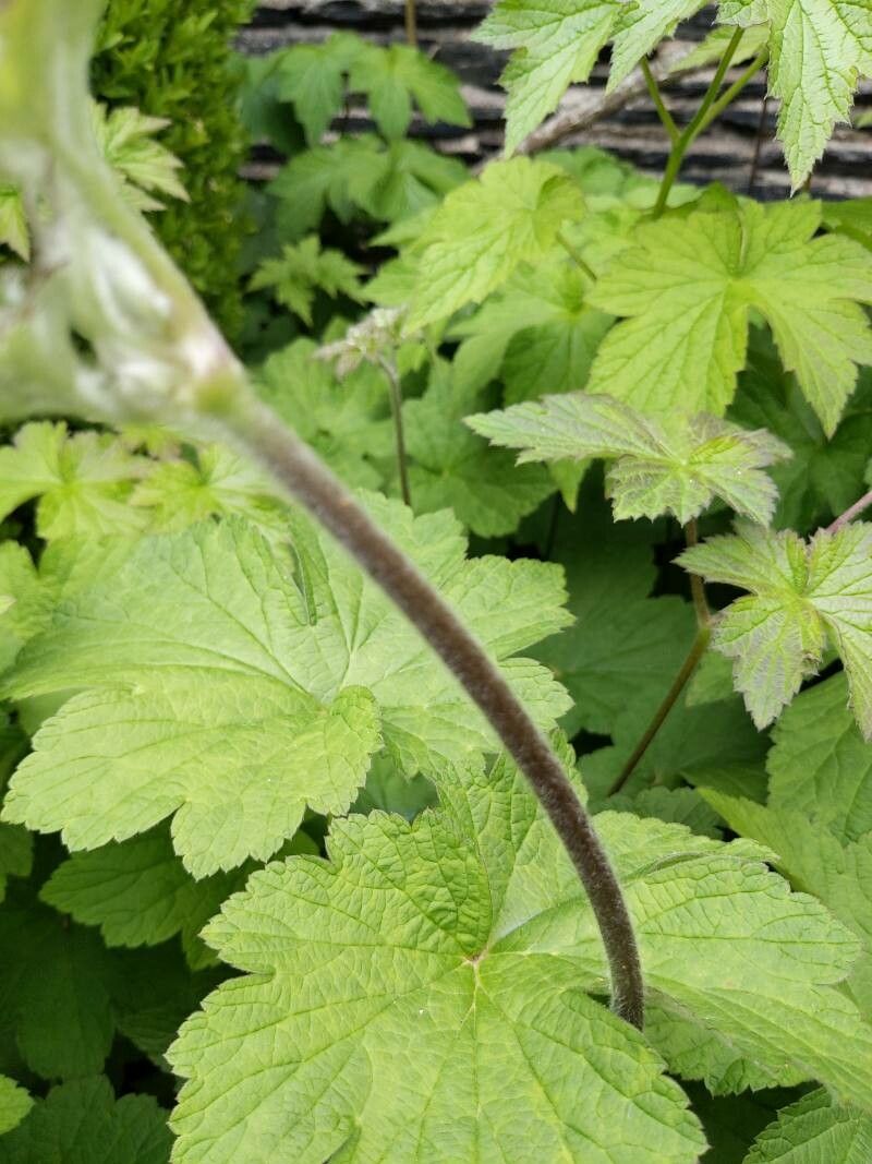 Anemone x hybrida bark