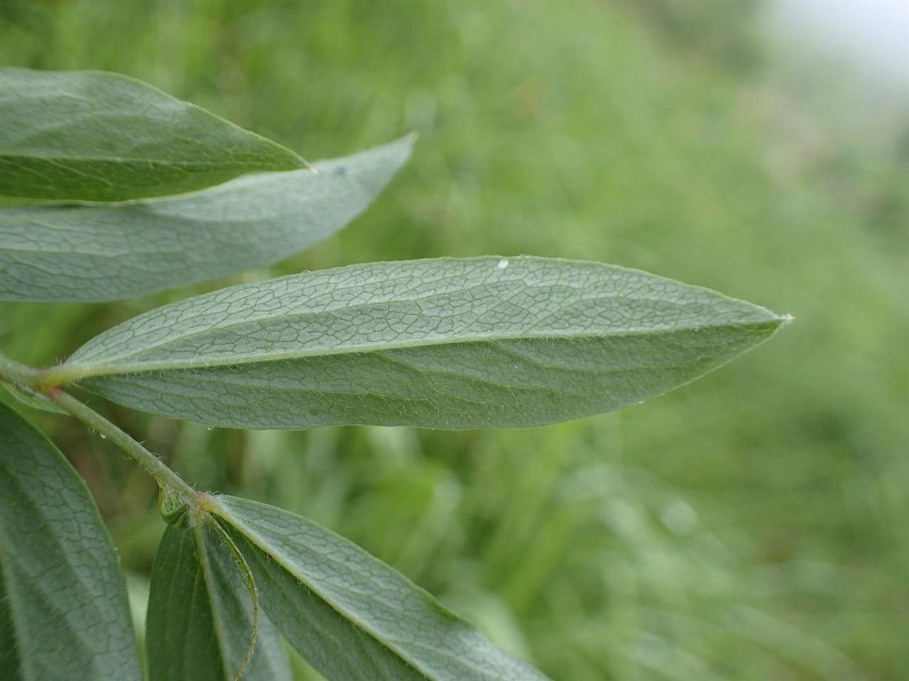 Lathyrus laevigatus leaf