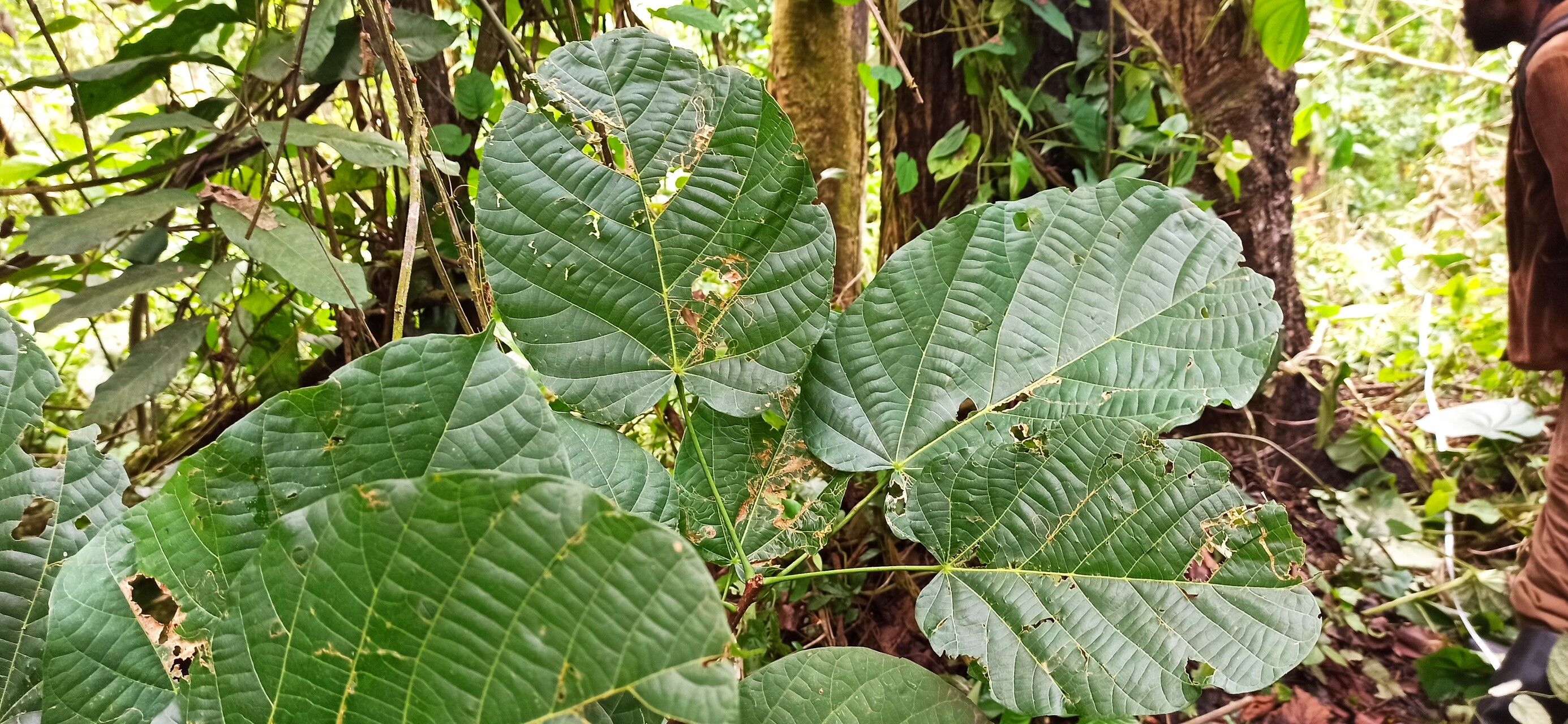Mansonia altissima leaf