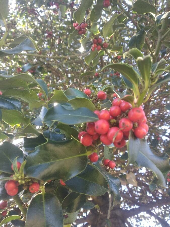 Ilex mitis fruit