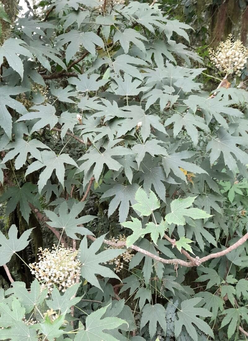 Oreopanax kuntzei — houseplant care guide