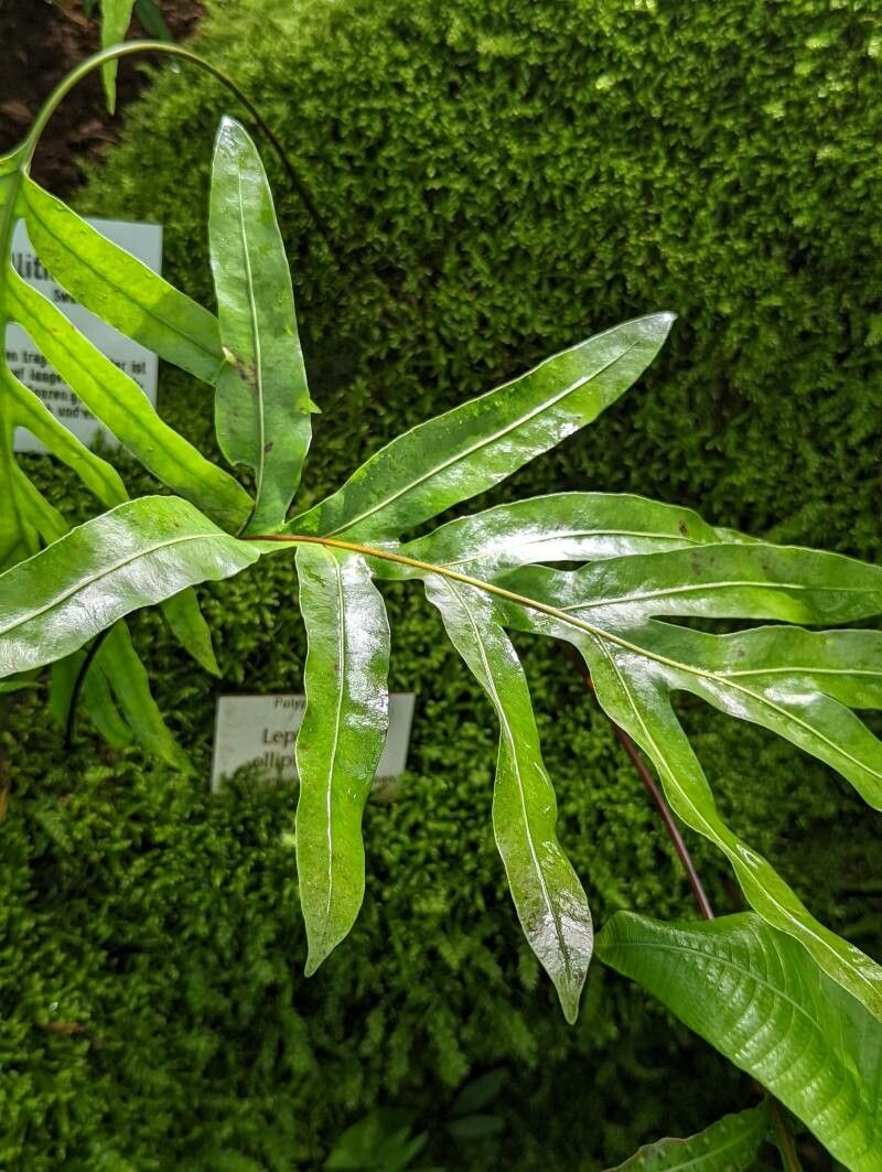 Leptochilus ellipticus leaf