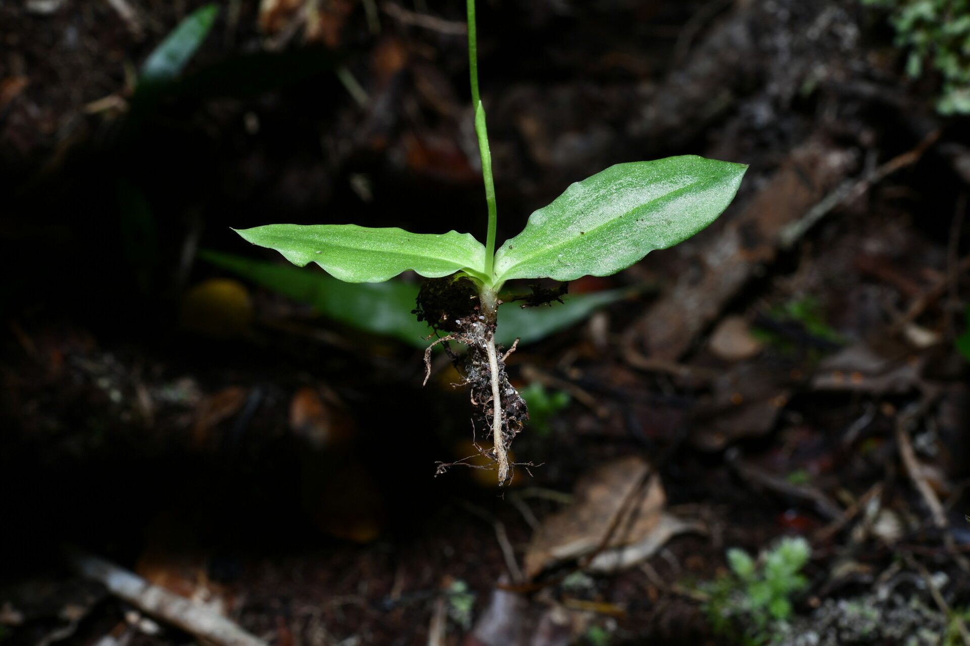 Cynorkis commersoniana habit