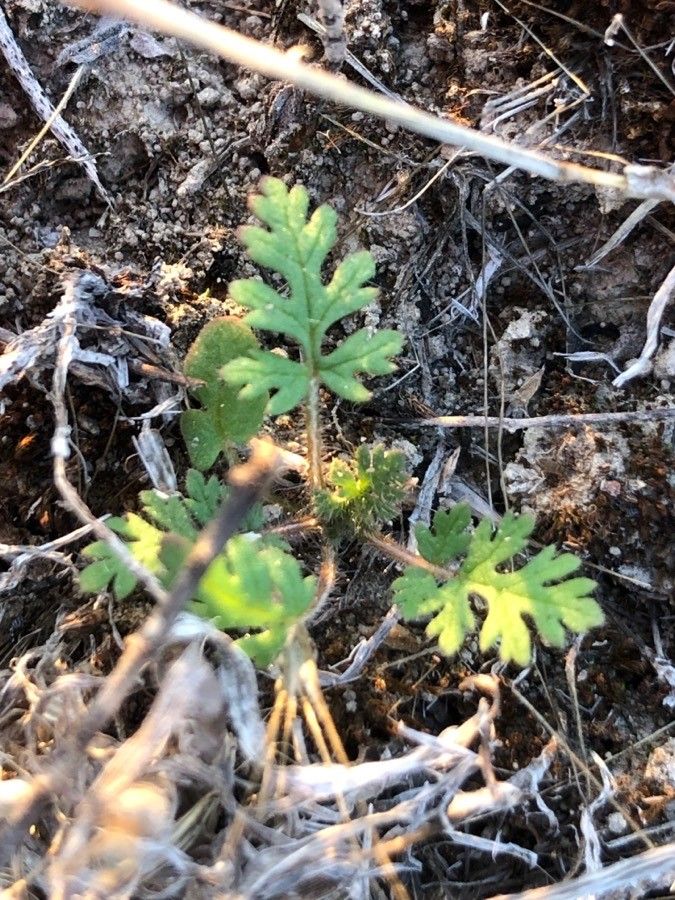 Erodium botrys — search result for 'Erodium'