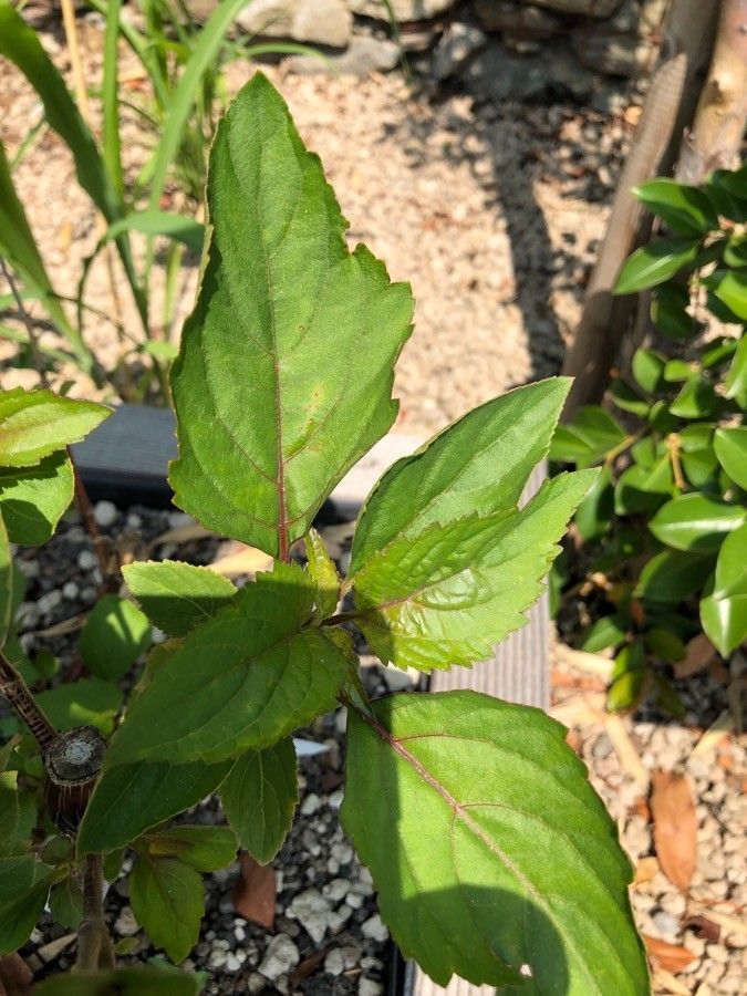 Pogostemon cablin leaf